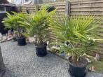 Winterharde palmbomen Trachycarpus Fortunei Planthoogte met, Enlèvement, Ombre partielle, Palmier