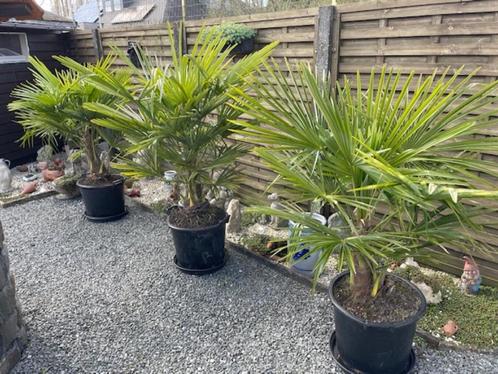 Winterharde palmbomen Trachycarpus Fortunei Planthoogte met, Jardin & Terrasse, Plantes | Arbres, Palmier, Ombre partielle, Enlèvement