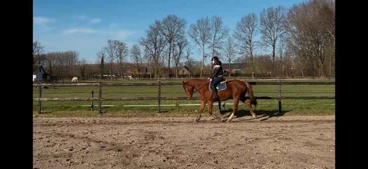 5 jarige ruin (Viper x Andiamo), Animaux & Accessoires, Chevaux, Hongre, Débourré, 165 à 170 cm, 3 à 6 ans, Cheval de récréation