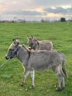 Mini ezel te koop(laag in prijs), Dieren en Toebehoren, Januari, Mannelijk