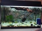 Aquarium, Dieren en Toebehoren, Ophalen, Gebruikt, Gevuld zoetwateraquarium