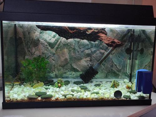 Aquarium, Dieren en Toebehoren, Vissen | Aquaria en Toebehoren, Gebruikt, Gevuld zoetwateraquarium, Ophalen