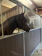 Lieve jaarling arabische ruin, Dieren en Toebehoren, Paarden, Minder dan 160 cm, Ruin, 0 tot 2 jaar, Onbeleerd