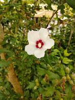 Witte hybiscus red haert, Tuin en Terras, Planten | Tuinplanten, Volle zon, Vaste plant, Zomer, Ophalen
