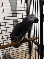 Perroquet gris du Gabon
