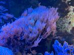 Leder koraal stekken tekoop, Ophalen of Verzenden