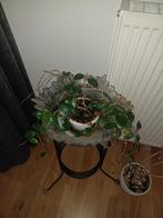 Enkel plant te koop., Huis en Inrichting, Woonaccessoires | Kransen, Ophalen