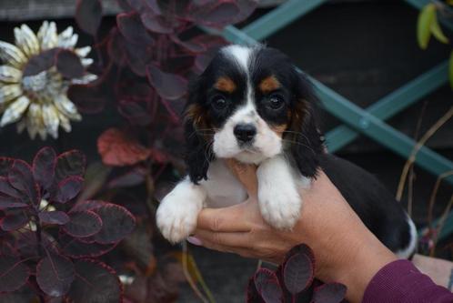 Chiots  Cavalier King Charles, Animaux & Accessoires, Chiens | Retrievers, Épagneuls & Chiens d'eau, Plusieurs animaux, Épagneul