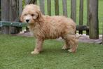 Prachtige medium Goldendoodle pups, Dieren en Toebehoren, Honden | Retrievers, Spaniëls en Waterhonden, België, Overige rassen