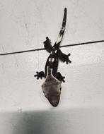 Axanthic visual female wimpergekko crested gecko