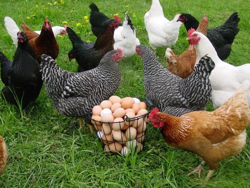 jeunes poulets de 14 races différentes, 100 % poules, Animaux & Accessoires, Volatiles, Poule ou poulet, Femelle