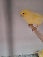 gele kanaries, Dieren en Toebehoren, Vogels | Kanaries, Meerdere dieren, Kleurkanarie