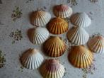 73 Natuurlijke coquilles voor koken en decoreren, Ophalen of Verzenden, Nieuw