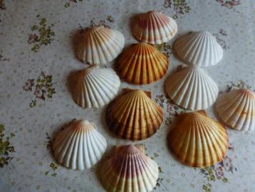 73 Natuurlijke coquilles voor koken en decoreren beschikbaar voor biedingen