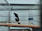 Koppel pyrrhura s kweekrijp, Dieren en Toebehoren
