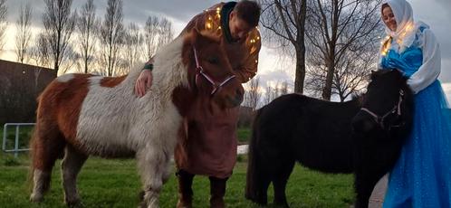 2 Super Brave Shetlander Merries, Dieren en Toebehoren, Pony's, Merrie, Zadelmak, Recreatiepony, 11 jaar of ouder, Gechipt, Ontwormd