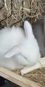 Superlief NHD dwergkonijn duo, Dieren en Toebehoren, Konijnen, Meerdere dieren, Dwerg, Hangoor, 0 tot 2 jaar