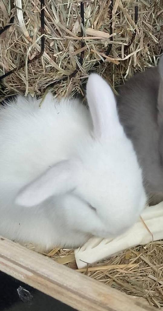 Superlief NHD dwergkonijn duo, Dieren en Toebehoren, Konijnen, Dwerg, Meerdere dieren, 0 tot 2 jaar, Hangoor