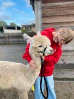 4-jarige Wandel alpaca, Dieren en Toebehoren, Overige Dieren