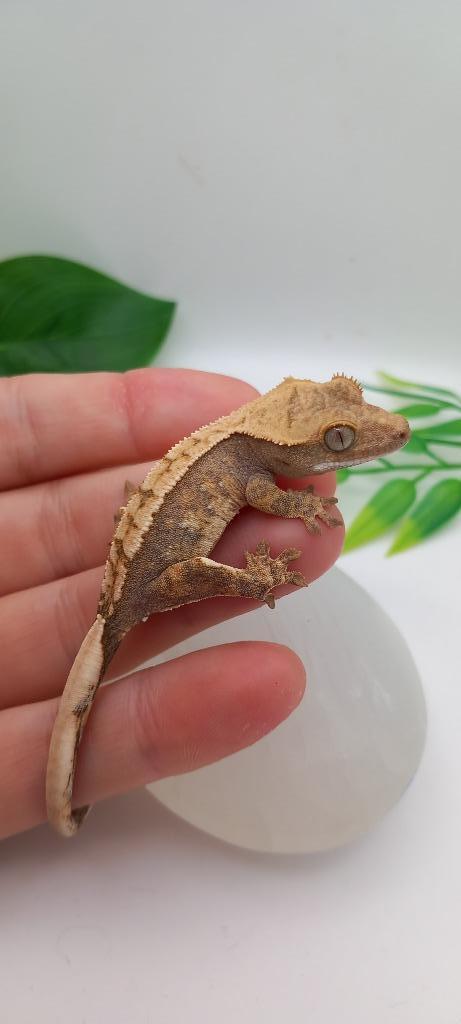 0.0.1 Tricolor Harlequin wimpergekko baby, Dieren en Toebehoren, Reptielen en Amfibieën, Hagedis, 0 tot 2 jaar, Met terrarium