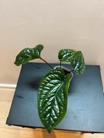 Anthurium Luxurians x Radicans, Huis en Inrichting, Kamerplanten, Ophalen of Verzenden
