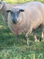 Bleu du Maine ram te koop 2 jaar en 5 maanden oud