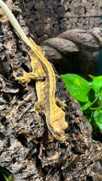 Kuifgekko, Dieren en Toebehoren