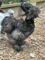 Zijdehoen hen usa, Dieren en Toebehoren, Pluimvee