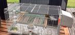 Gezocht 2 kanariepoppen - kweekrijp, Dieren en Toebehoren, Vogels | Parkieten en Papegaaien, Vrouwelijk