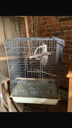 cage perroquet, Animaux & Accessoires, Enlèvement, Utilisé, Cage à oiseaux