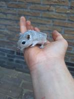 Verschillende kleuren jonge gerbils beschikbaar, heel tam, Juni, Tam