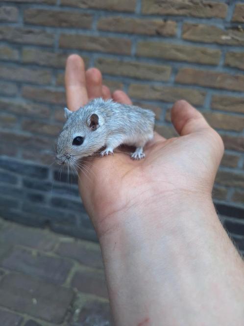 Verschillende kleuren jonge gerbils beschikbaar, heel tam, Dieren en Toebehoren, Knaagdieren, Juni, Tam