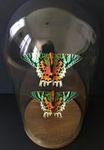 Magnifique envol de 2 Papillons Exotiques Urania Ripheus, Insecte, Animal empaillé, Enlèvement ou Envoi, Neuf