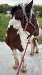 Poulain welsh cob, Dieren en Toebehoren, Ophalen, Zo goed als nieuw, Overige soorten