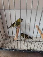 Sijs man en pop, Dieren en Toebehoren, Vogels | Overige Vogels, Geringd