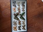 Cadres entomologie, Collections, Collections Animaux, Autres types, Insecte, Utilisé, Enlèvement ou Envoi