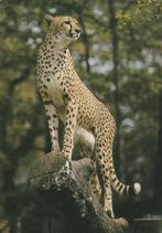 JACHTLUIPAARD, Collections, Cartes postales | Animaux, Envoi, Non affranchie, Animal sauvage