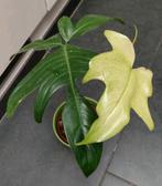 Philodendron florida ghost, Ophalen of Verzenden