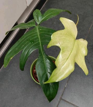 Philodendron Florida Ghost  