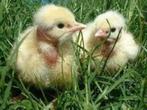 day chicks - Coucou de Malines/Kabir Turbo/Nudist - 28 mai, Poule ou poulet, Sexe inconnu