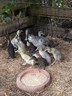 Indische loopeenden, Dieren en Toebehoren, Pluimvee, Eend