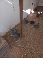 Kwartels, Dieren en Toebehoren, Pluimvee