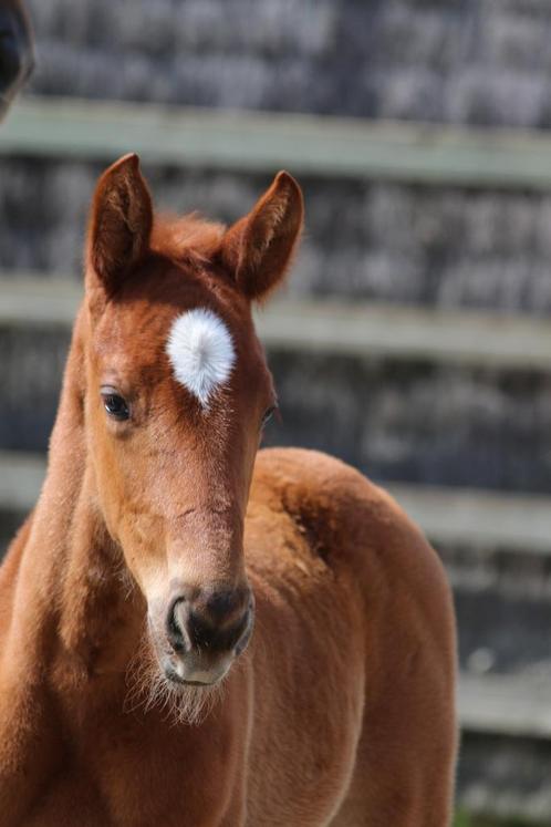 Caracas dressuur hengstveulen, Dieren en Toebehoren, Paarden en Pony's | Zadels, Nieuw, Dressuur, Ophalen