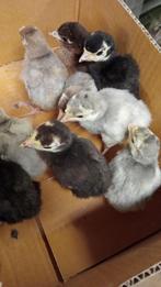 Ronquiere kalkoen kuikens, Dieren en Toebehoren, Pluimvee, Meerdere dieren, Kalkoen