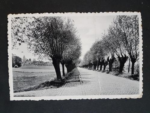Postkaart Berchem Oudenaarde Kwaremontberg, Verzamelen, Postkaarten | België, Gelopen, Oost-Vlaanderen, 1940 tot 1960, Ophalen of Verzenden