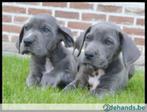 Duitse Dog pups Grijs, België, Particulier, Overige rassen, 8 tot 15 weken