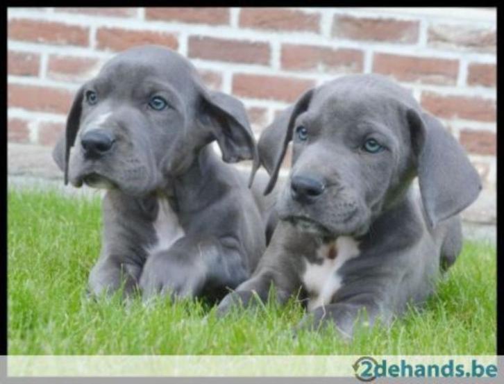 Duitse Dog pups Grijs, Dieren en Toebehoren, Honden | Bulldogs, Pinschers en Molossers, Meerdere dieren, Overige rassen, Particulier