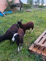 Rammen schapen, Dieren en Toebehoren, Schapen, Geiten en Varkens