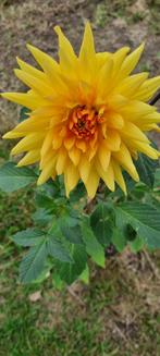 dahlia knollen, Verzenden, Voorjaar, Volle zon, Knol