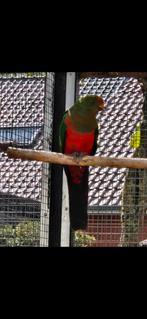 Australische Koningsparkiet man van 07/2024. + DNA papieren., Dieren en Toebehoren, Mannelijk, Parkiet, Geringd